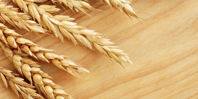 صادرات نخستین محموله گندم دوروم ایران به ترکیه