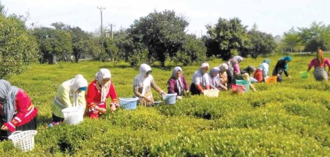 رقابت بر سر یک فنجان چای