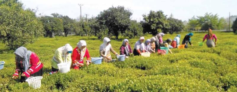 رقابت بر سر یک فنجان چای