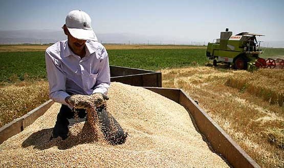 پایان خرید تضمینی گندم