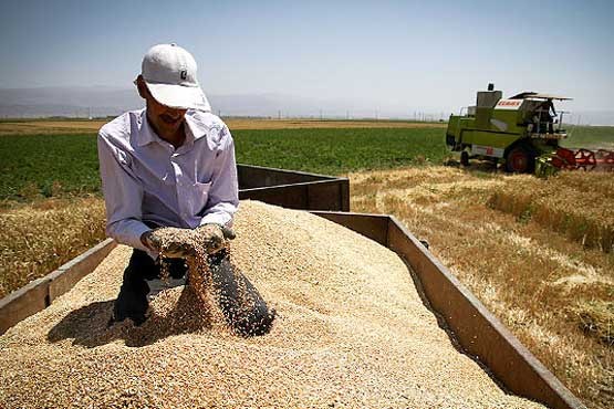 پایان خرید تضمینی گندم