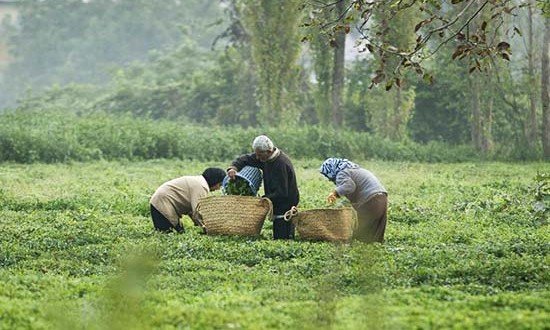 ۲۵هزار چایکار ایرانی به حمایت از خود بپا خاستند