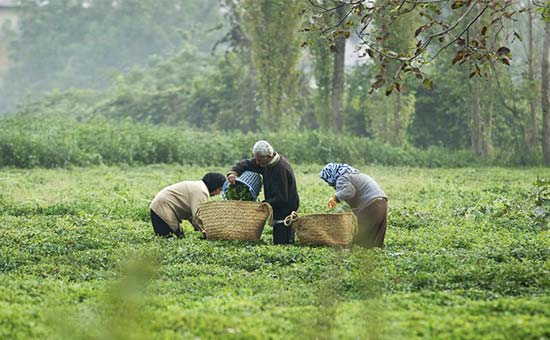 ۲۵هزار چایکار ایرانی به حمایت از خود بپا خاستند