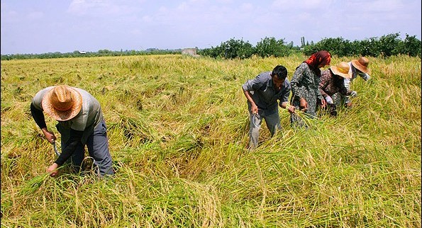 چالش های بی فرجام ، سرمایه های گریزان/ چرا شبکه بانکی از پرداخت تسهیلات به نوسازی کشاورزی طفره می رود؟