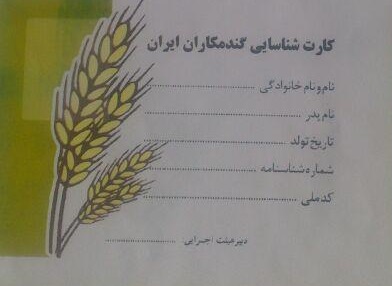 گندمکاران صاحب کارت شناسایی شدند/ آغاز محلول‌پاشی با ریزمغذی‌ها در چهار میلیون هکتار از اراضی گندم برای نخستین‌بار
