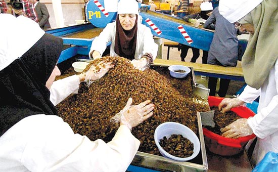 پایانه‌های تخصصی عامل رشد صادرات