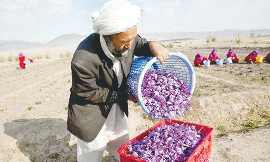 شکوفایی صادرات خراسان رضوی با کاهش نرخ ارز