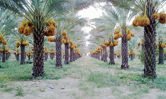 هند، چین و روسیه، میزبان خرمای کرمان