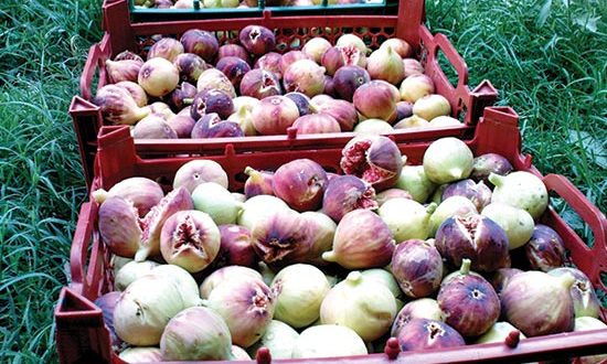 افزایش تعرفه گمرکی مانع صادرات استان فارس