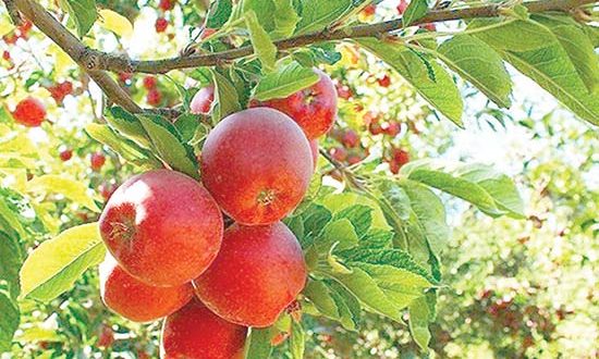 مشوقها راهی به سوی گسترش صادرات مازندران