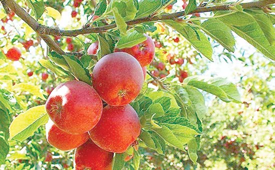 مشوق‌ها راهی به سوی گسترش صادرات مازندران