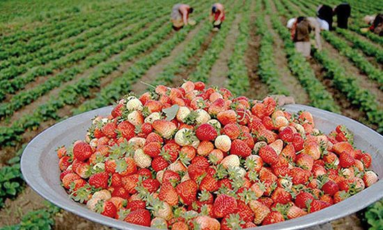 تحول صادرات کردستان با ایجاد زیرساختهای حملونقل