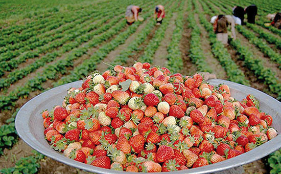 تحول صادرات کردستان با ایجاد زیرساخت‌های حمل‌ونقل