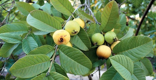 گیاهی که ریزش مو را متوقف می کند!