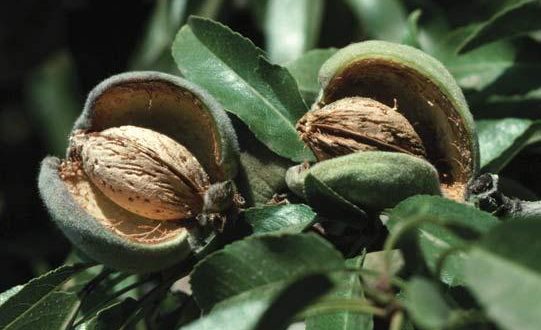 بادام درختی یک معجزه گر