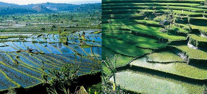 همزیستی برای افزایش تولید