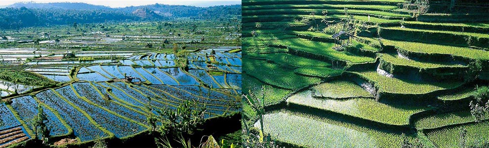 هم‌زیستی برای افزایش تولید
