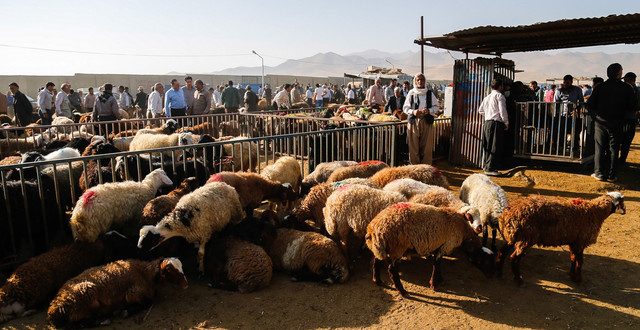 اعلام جایگاه های عرضه دام زنده در تاسوعاو عاشورا