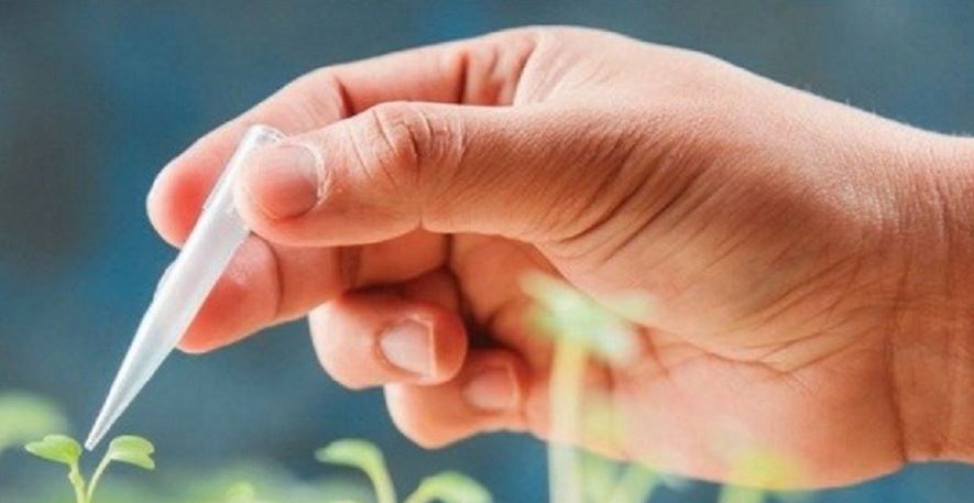 معاون رییس جمهوری: درباره محصولات تراریخته در غذا همانند معرفی دارو حساسیم